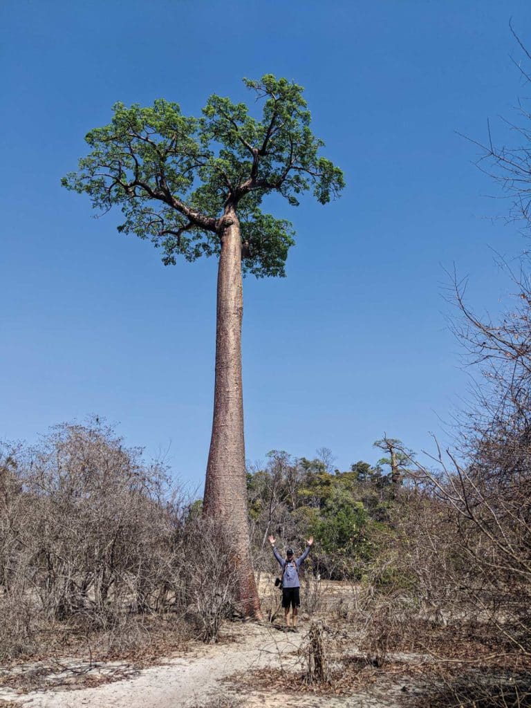 The baobab trees at Moramba Bay.