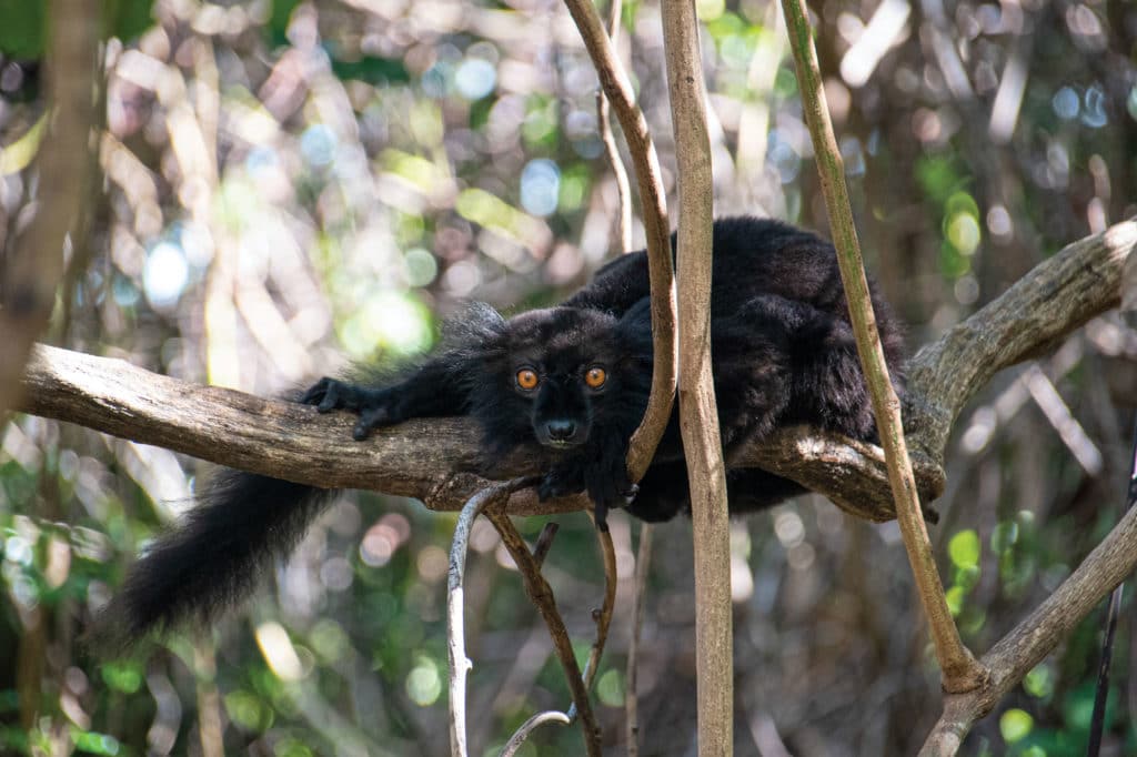 Lemurs on Nosy Komba