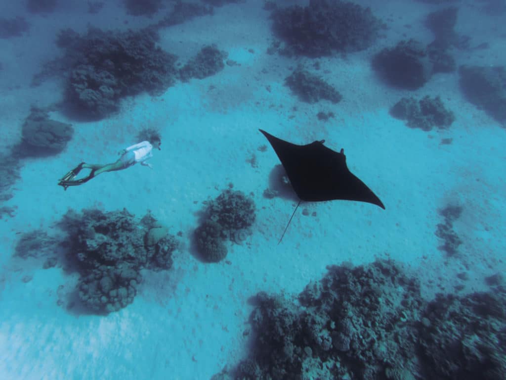 manta ray