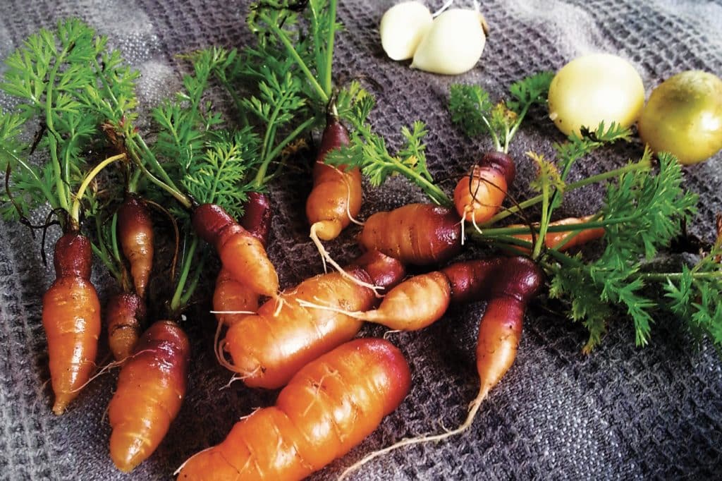 carrots grown on a sailboat