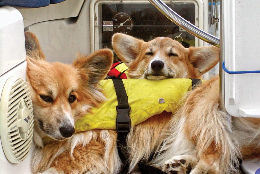 Dogs on a sailboat