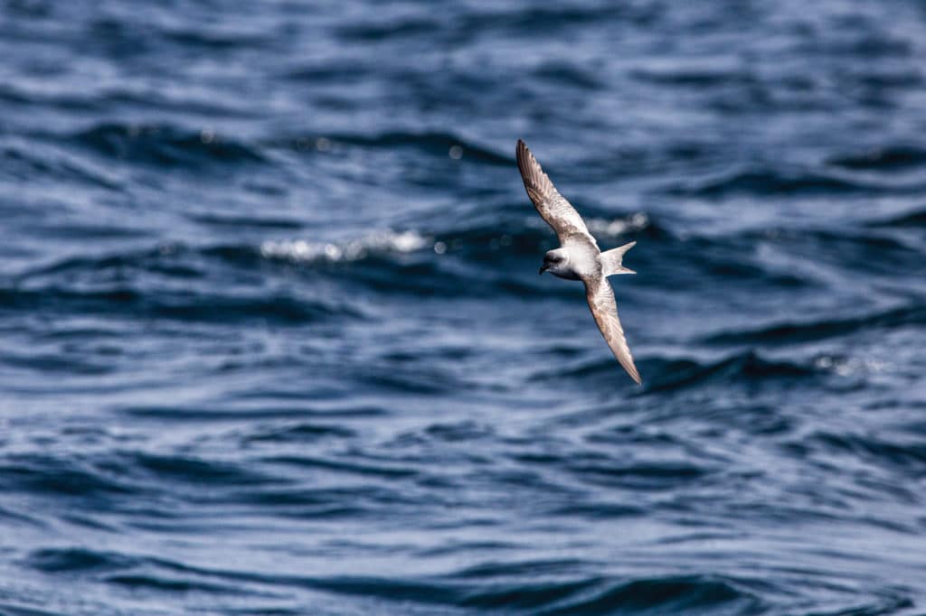 The fork-tailed storm petrel that came to visit in the Bering Sea.