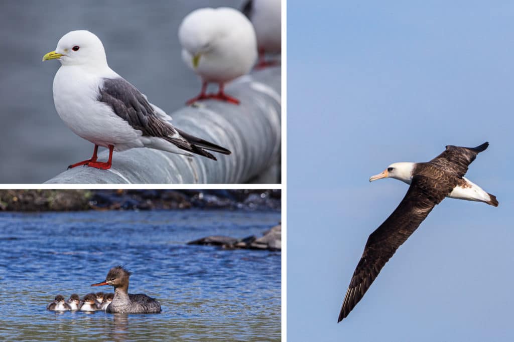 Red-legged Kittiwakes, Merganser and chicks, and a Laysan albatross.
