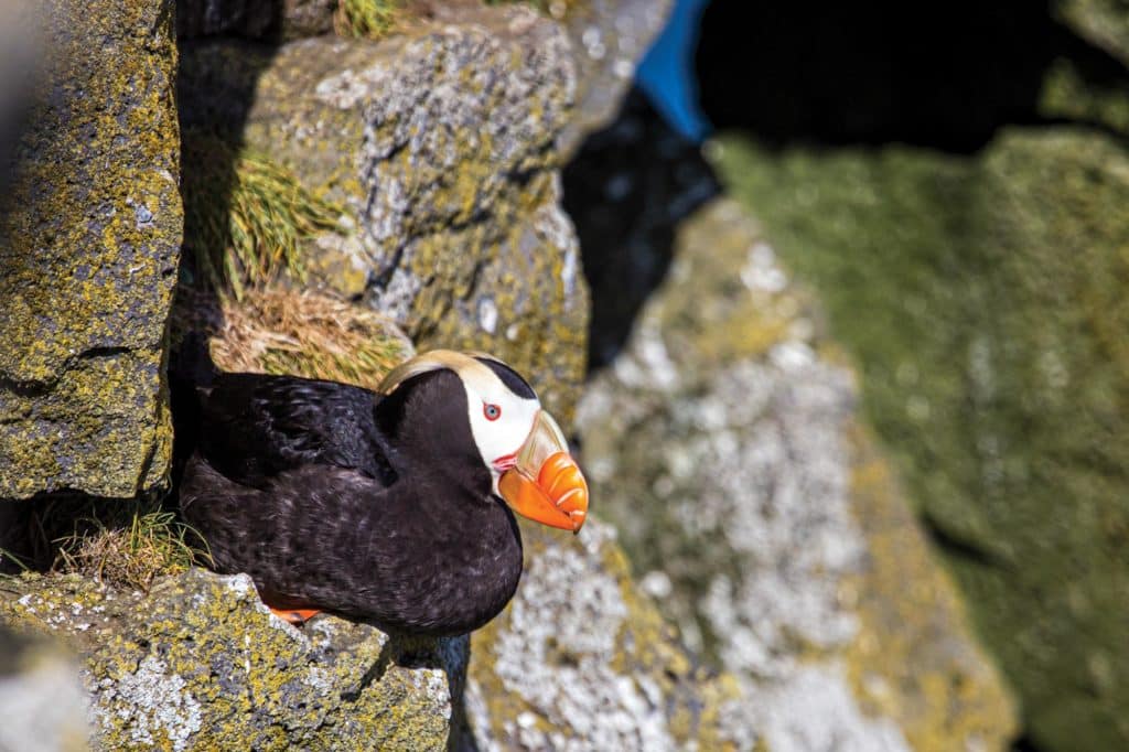 A puffin roosts in a rocky nook on St. Paul.
