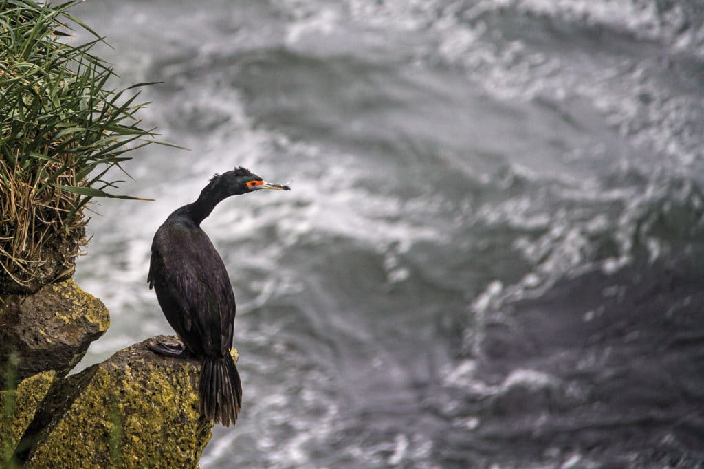 A red-faced cormorant looks out at the Bering Sea.