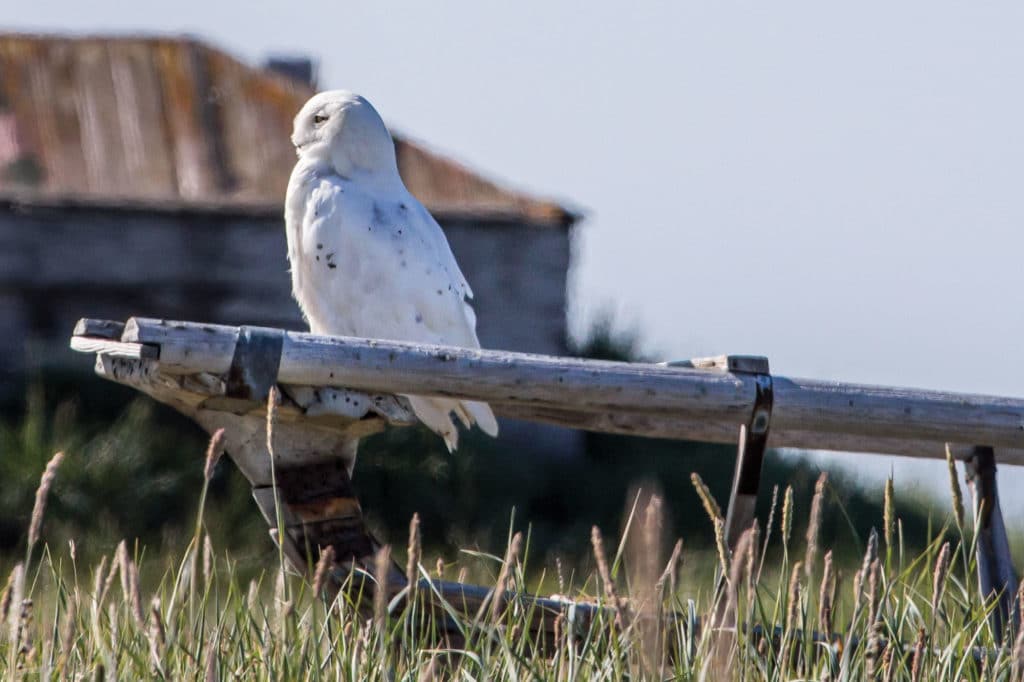 A snowy owl perches on the frame of an old umiak.