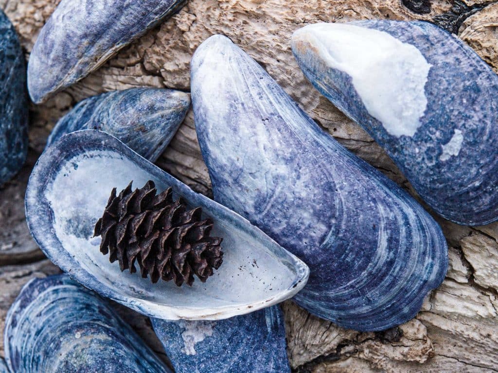 Blue mussel shell from Maine.