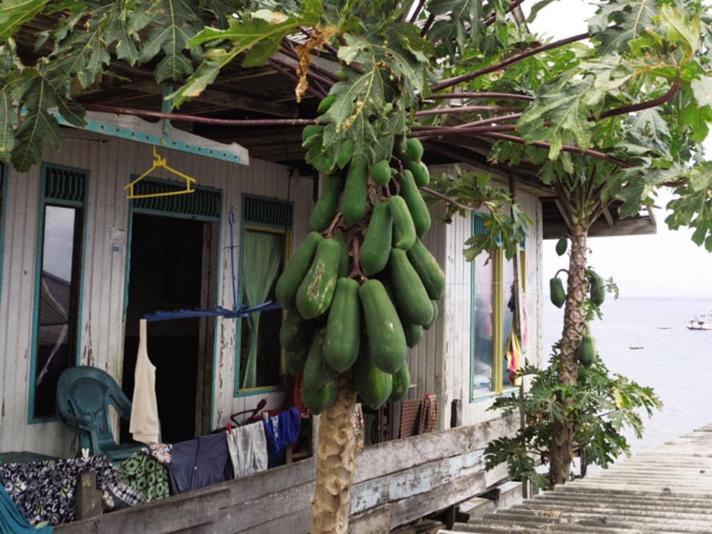 papayas