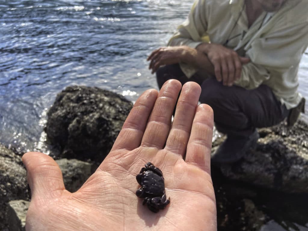 baby crab