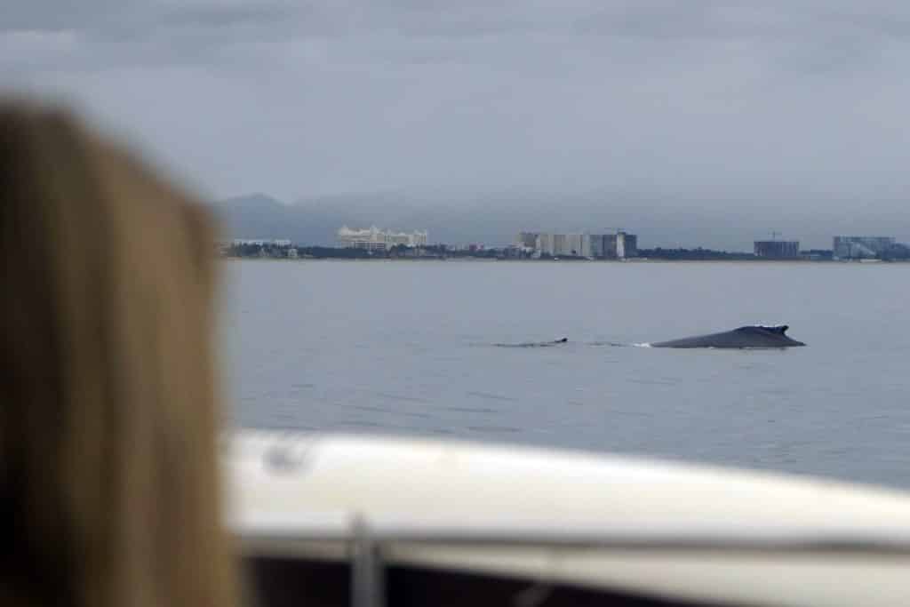 Humpback whales