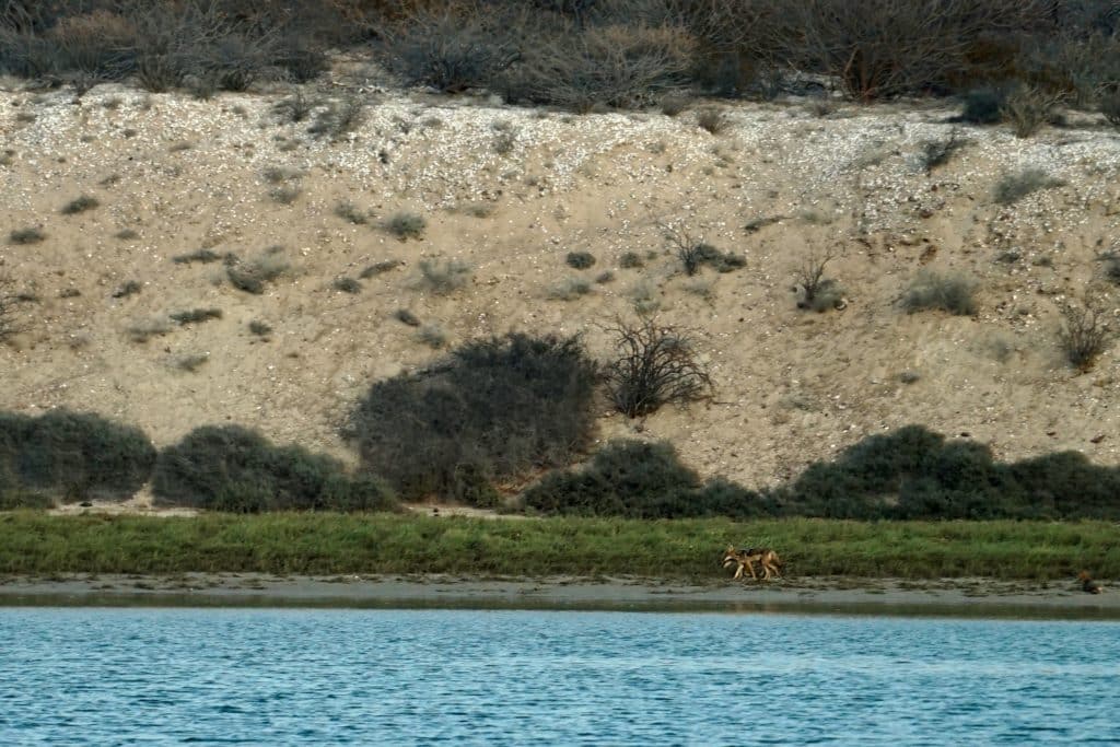 coyotes