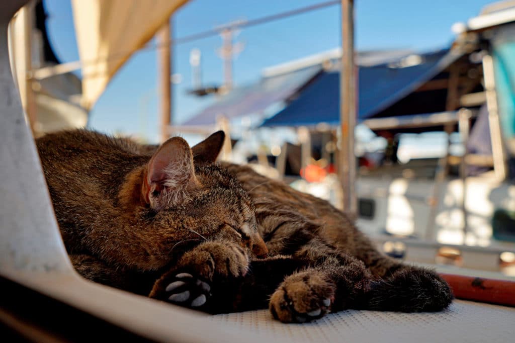 A cat asleep on a sailboat