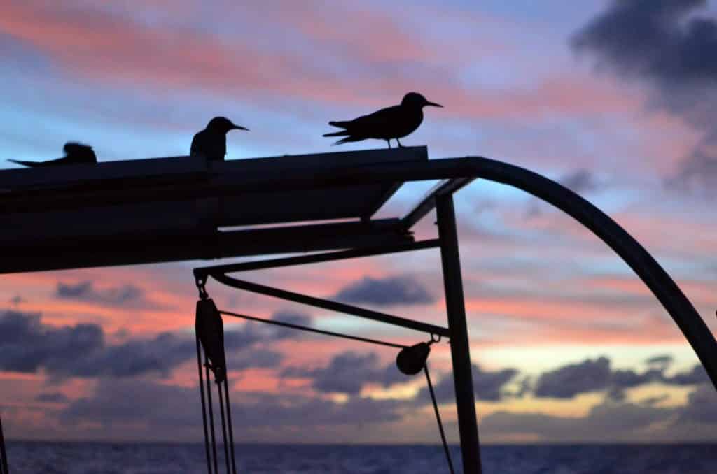 Birds on Totem