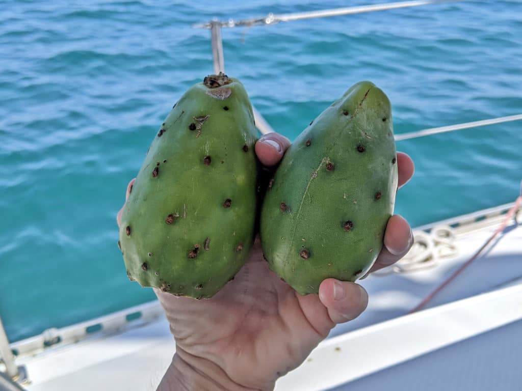 Cactus fruit