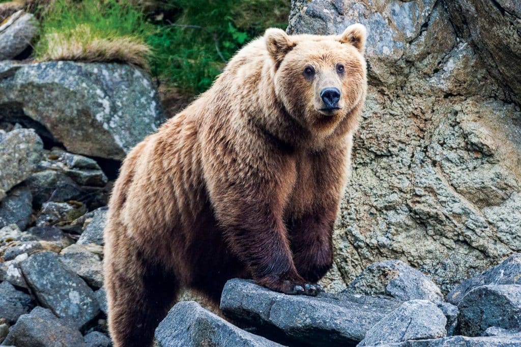 A grizzly bear takes a break from foraging for clams.