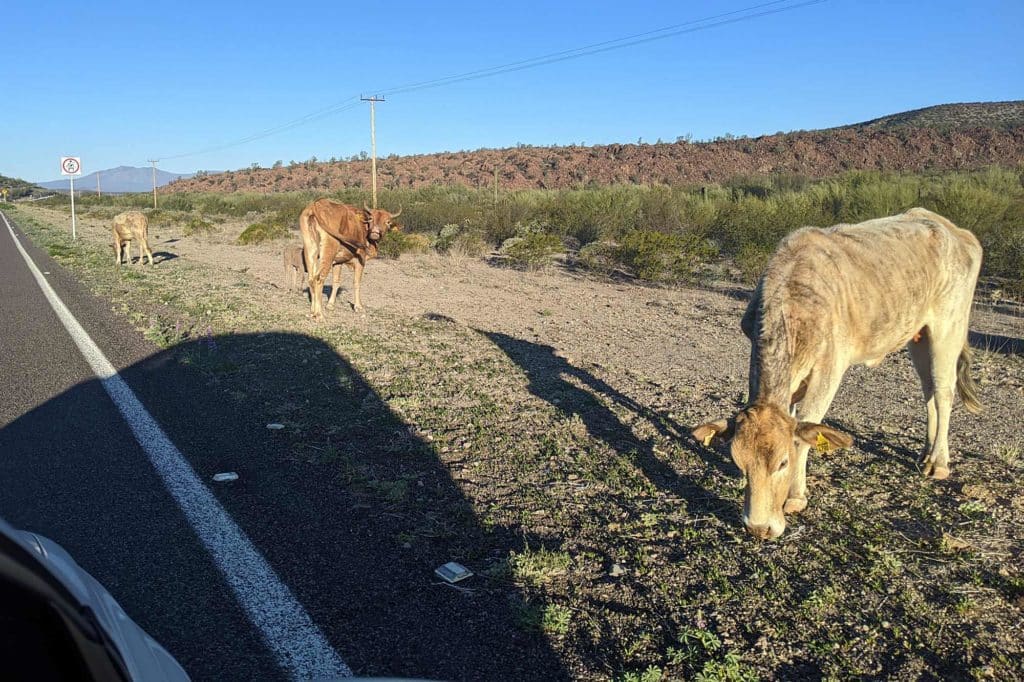 Cows on the side of a road