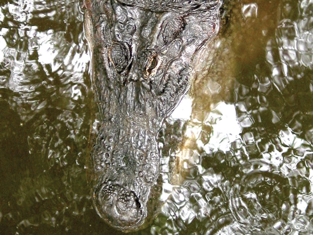 American Alligator