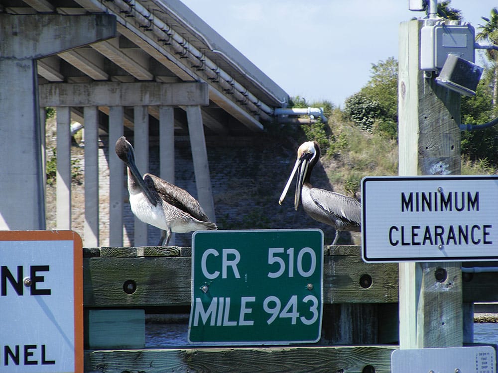 American Brown Pelican