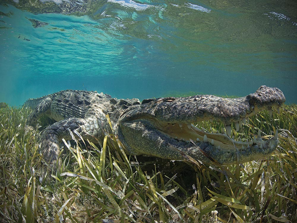 American Crocodile