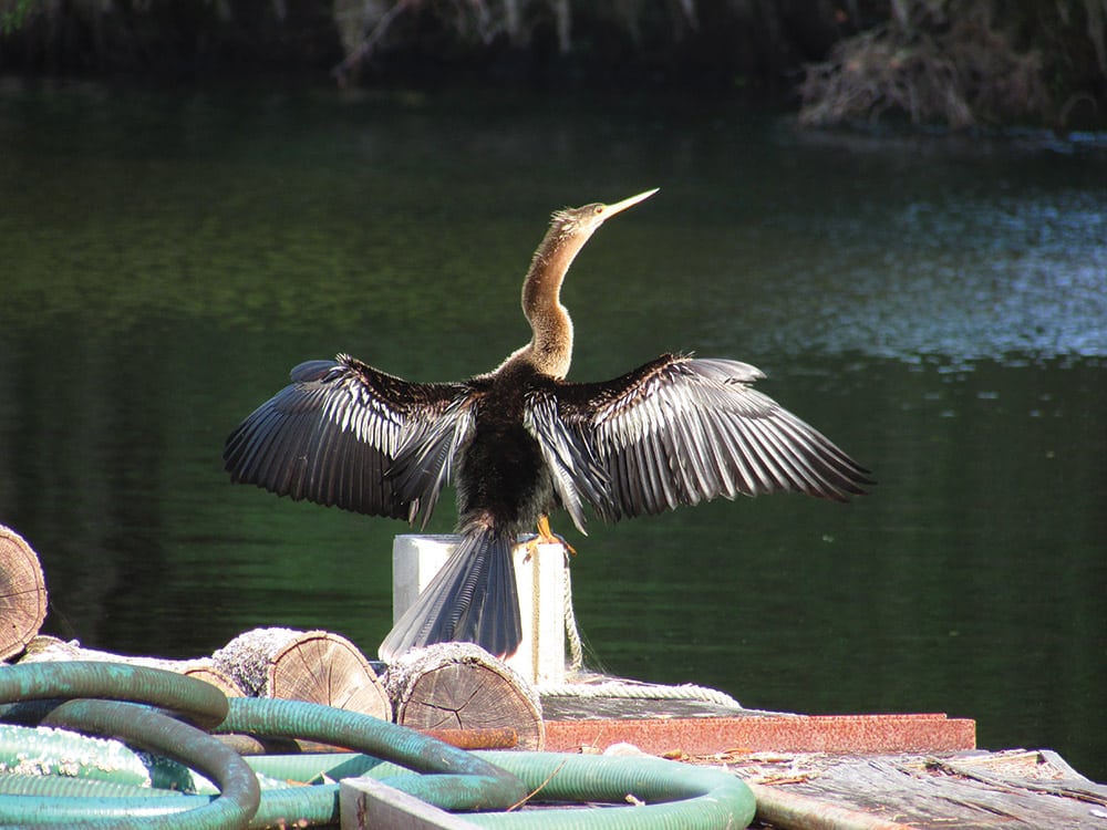 Anhinga