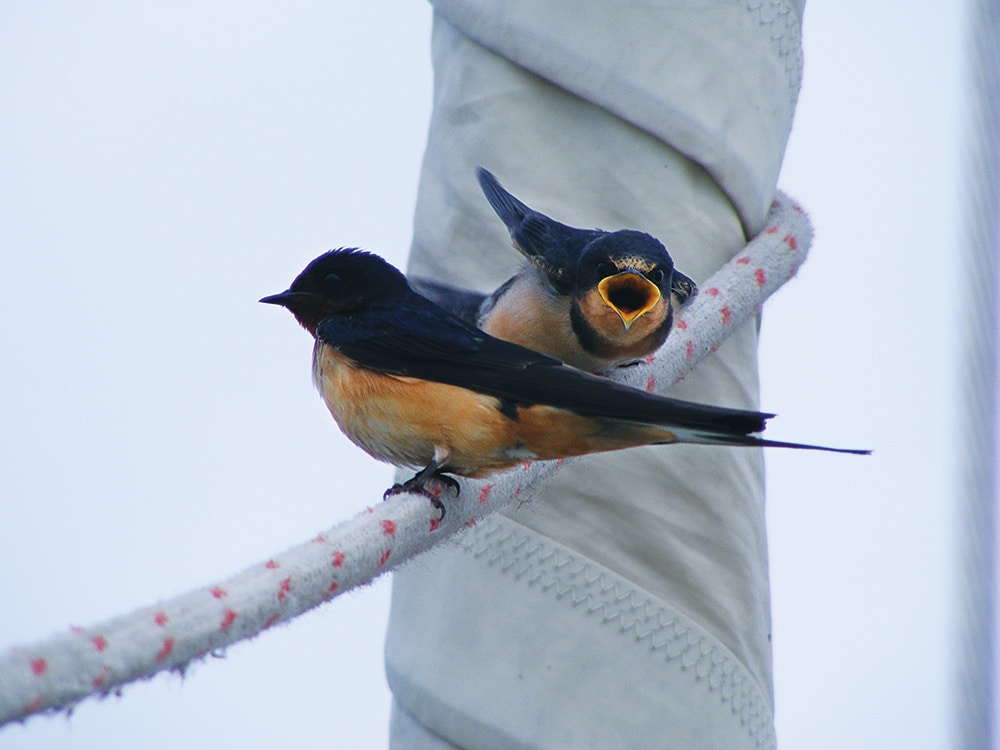 Barn Swallow