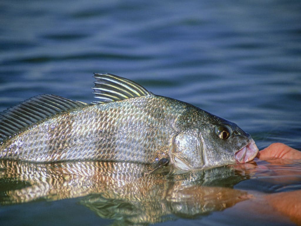 black drum fish