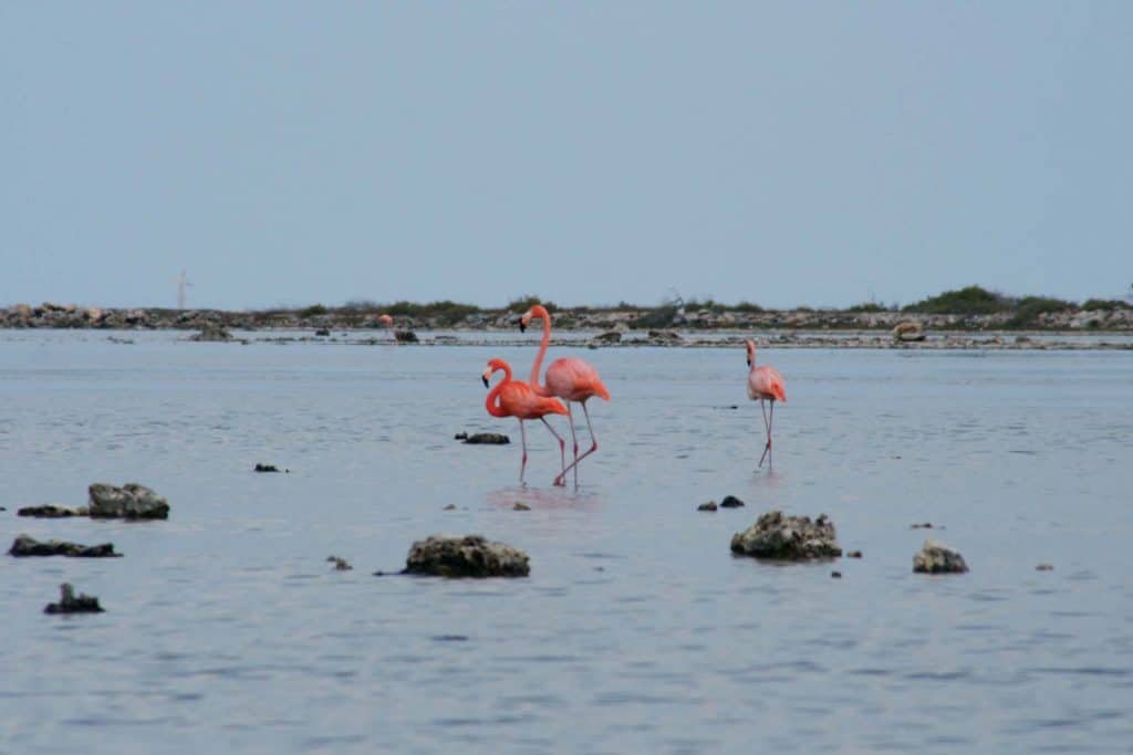 Bonaire Flamingos