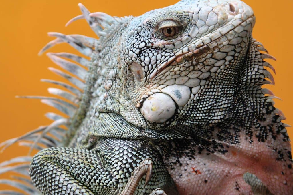 iguanas in Bonaire