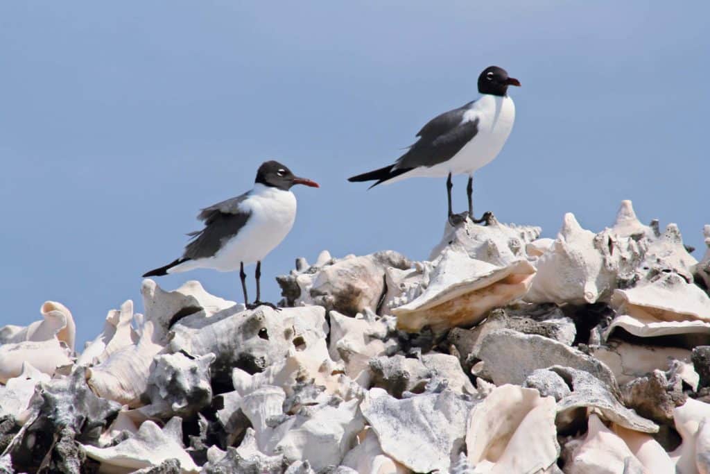 Laughing gulls