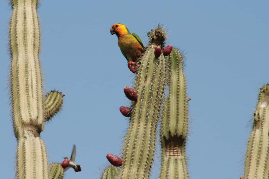 lorikeet