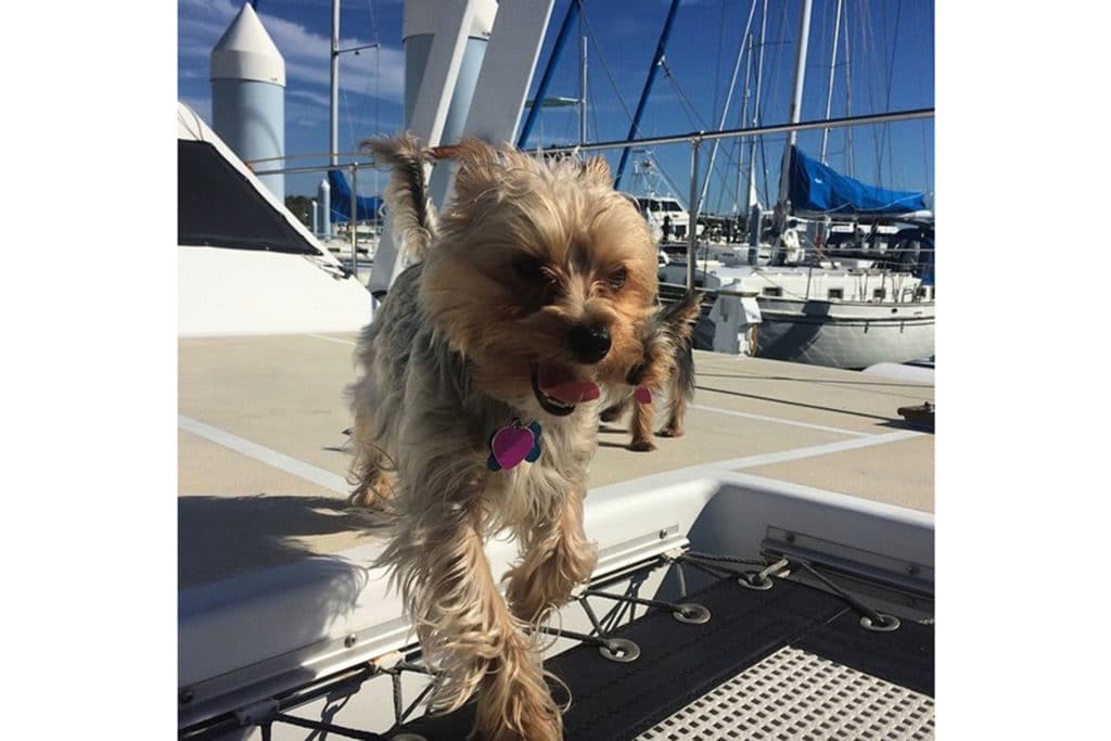 boat dog