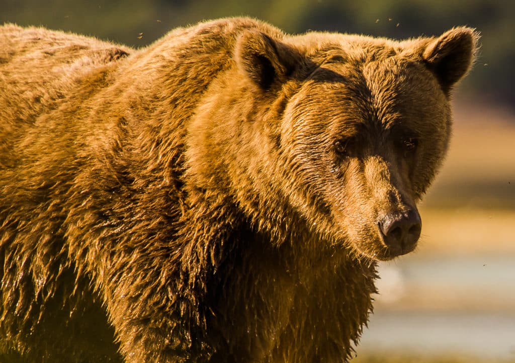 alaskan cruising