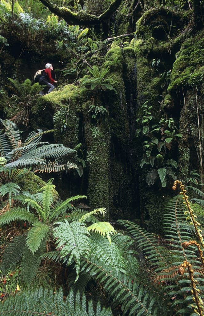 Auckland Islands