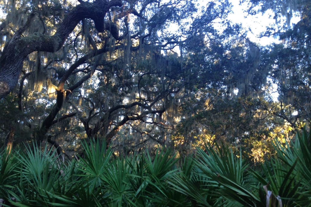 cumberland island