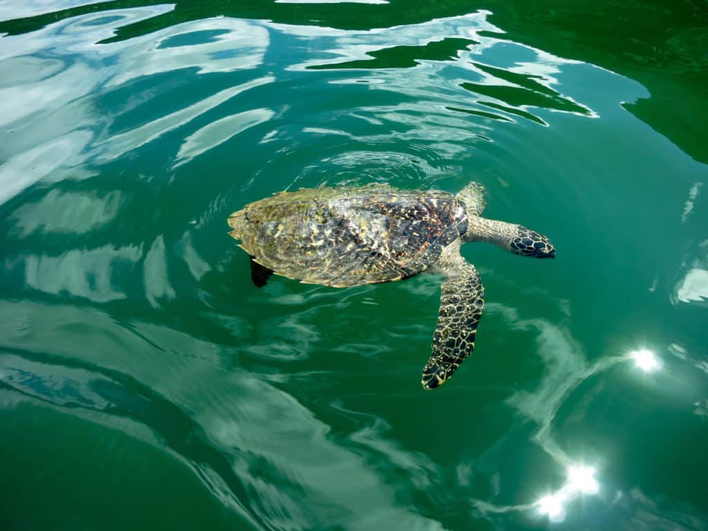 sea turtles