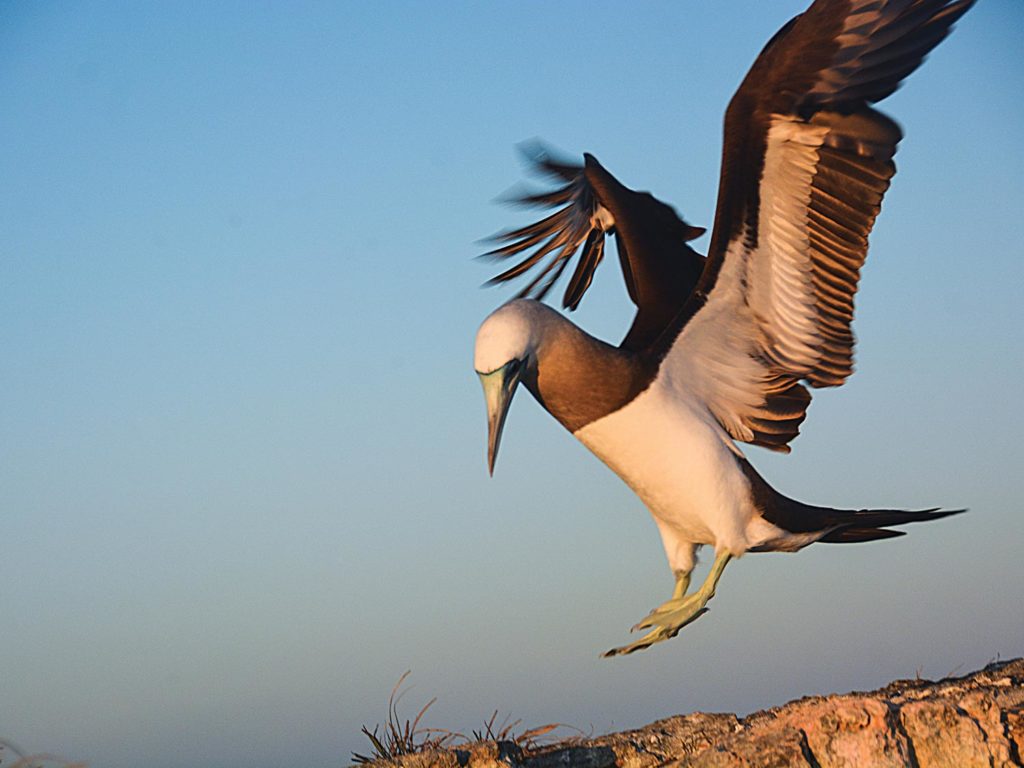 booby landing