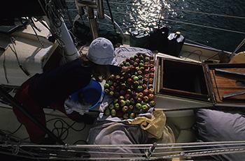 Gathering apples on a sailboat