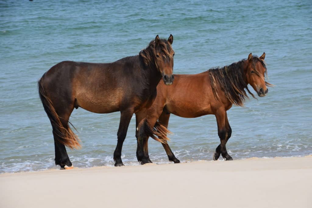 sable island