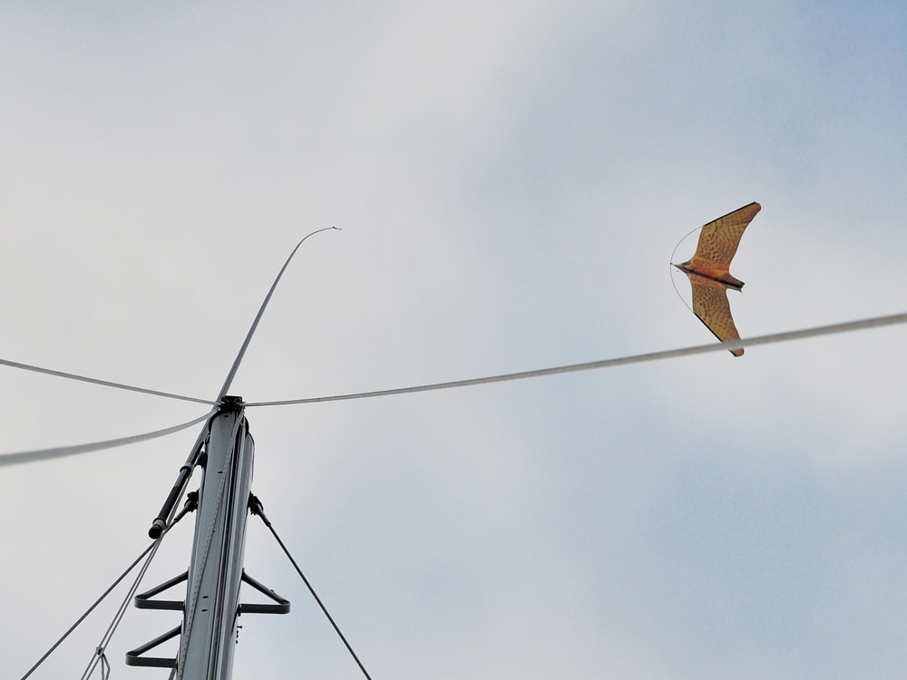 falcon kite