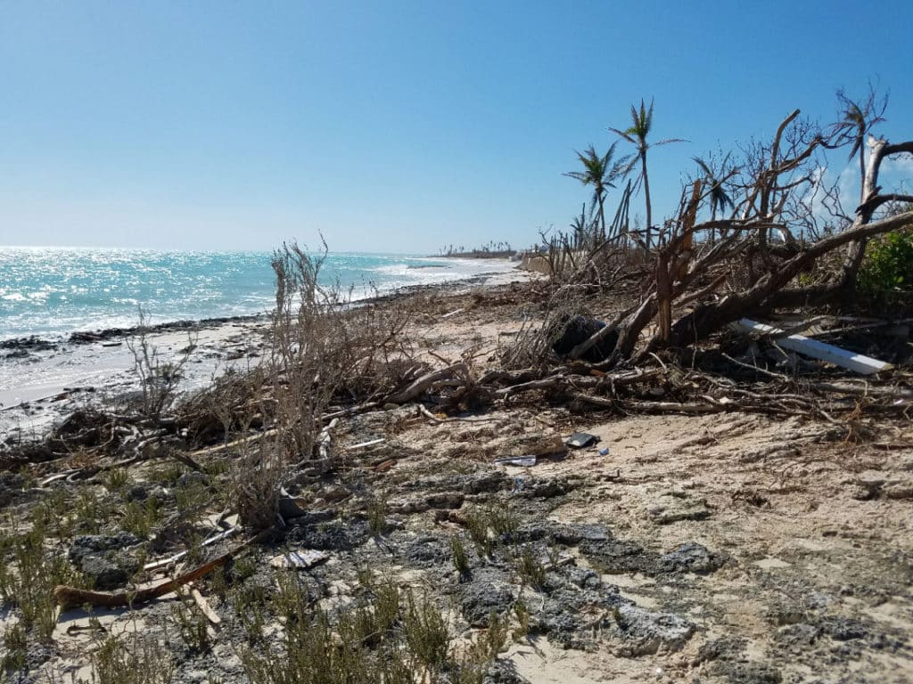 Vegetation destroyed in the Bahamas
