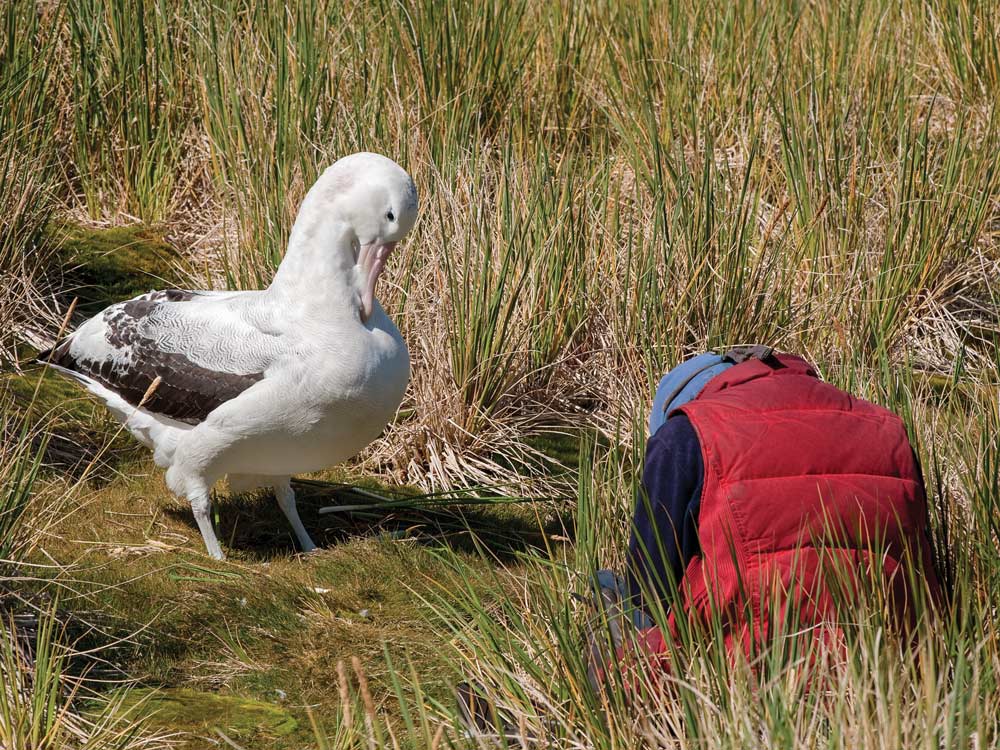 albatrosses