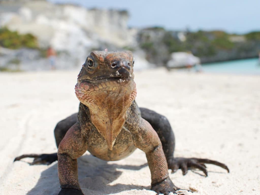 iguana