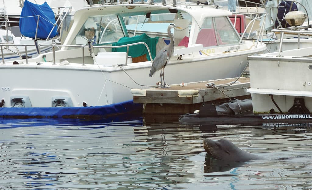 San Diego Sea Lion