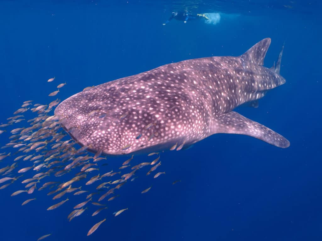 whale shark