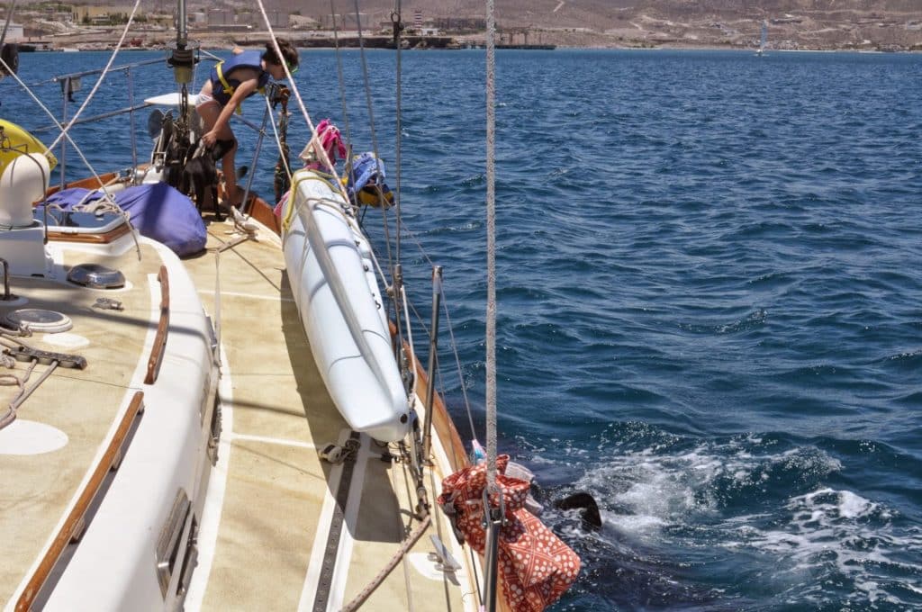 Del Viento, Frances, whale shark