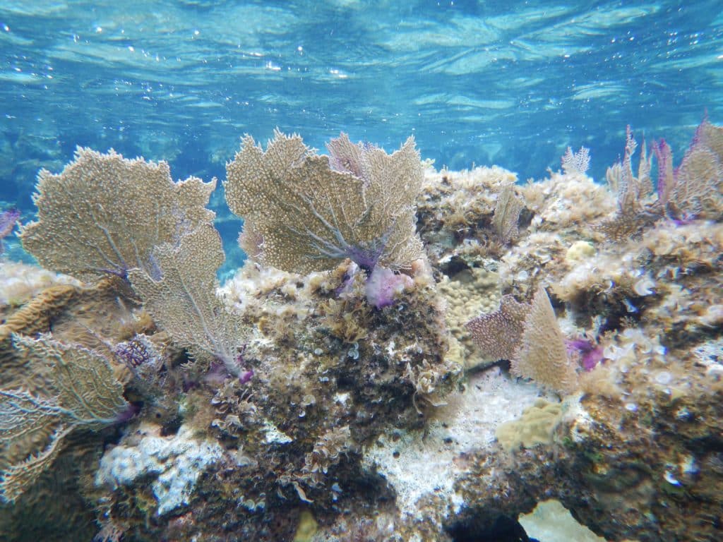 Bahamas reef