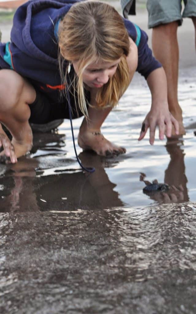 Turtle release