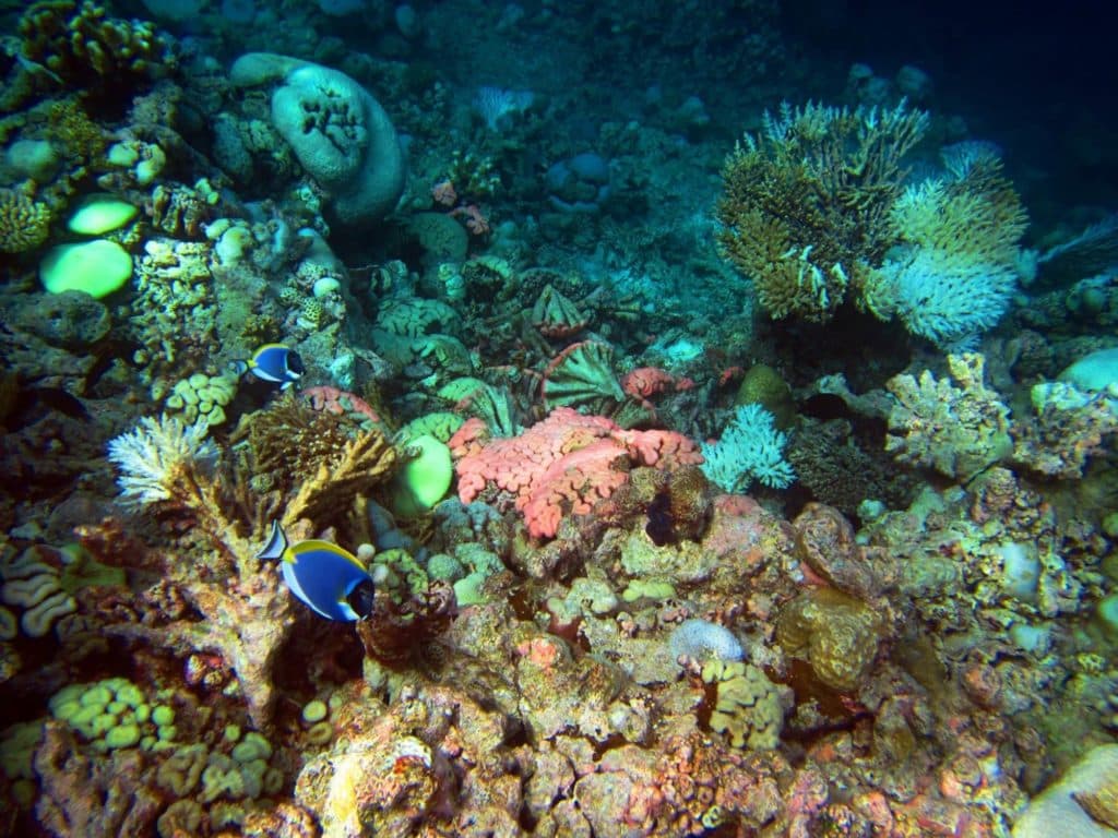 dying coral reef