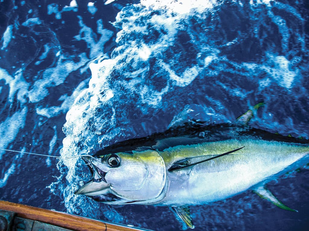 yellowfin tuna