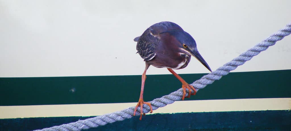 Green Heron